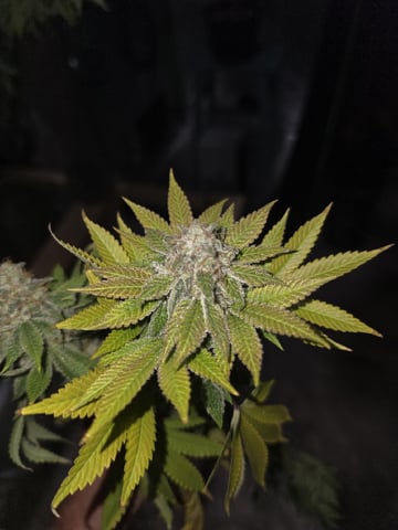 2nd Grow Sesh