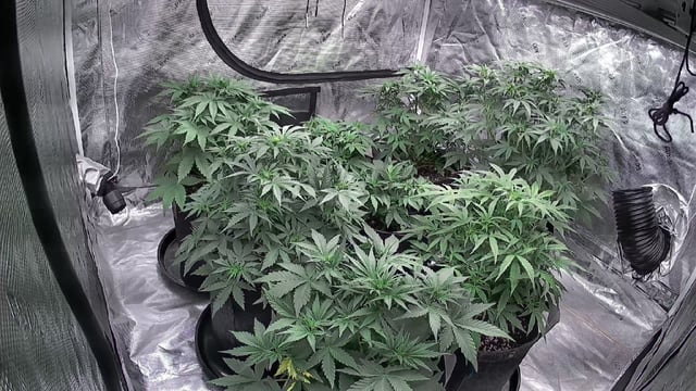 Autos — flower, day 33