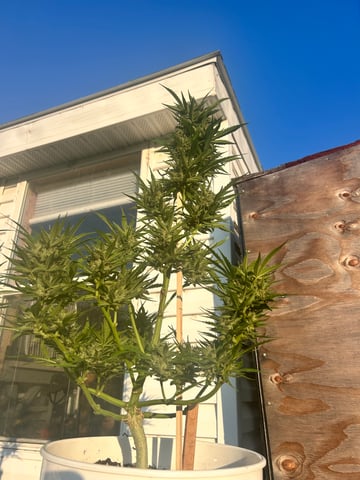 First ever grow — flower, day 80