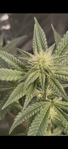 1st Ever Grow (GodFather OG) (Coco) — flower, day 108