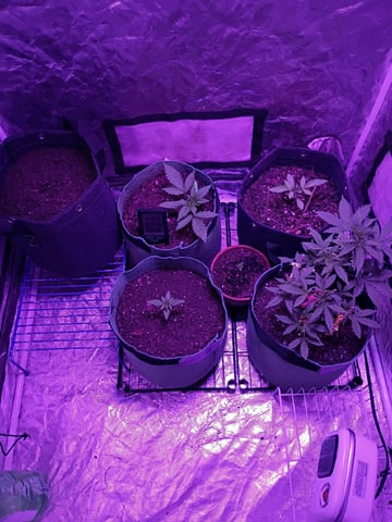 OG Kush Photoperiod  — germination, day 9