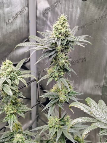 Athena Run  — flower, day 88