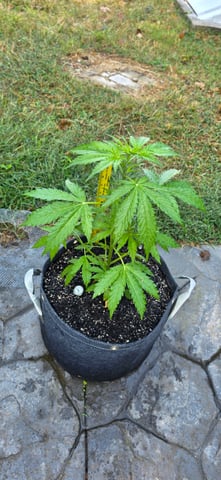 Let's just leave these right here! — vegetative, day 42