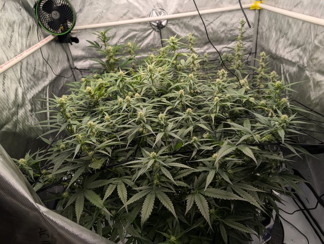 Grow #4 — flower, day 51