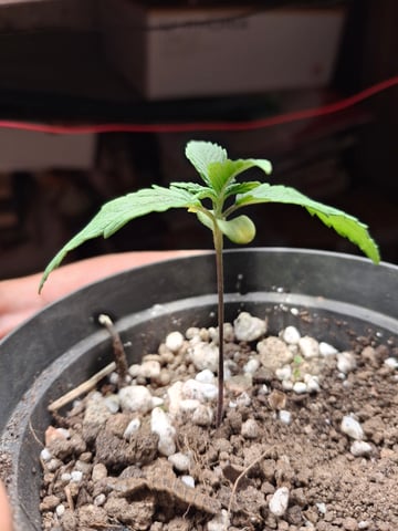 1st Grow - ROYAL MOBY (indoor)(photop.) — seedling_rooting, day 9