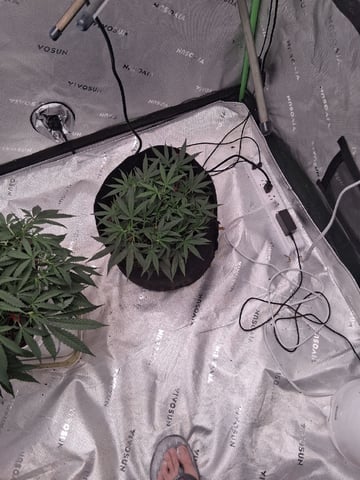 White Widow