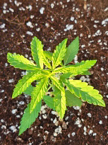 Green Gelato Auto — seedling_rooting, day 15