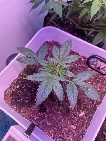 Gigawatt  — vegetative, day 55