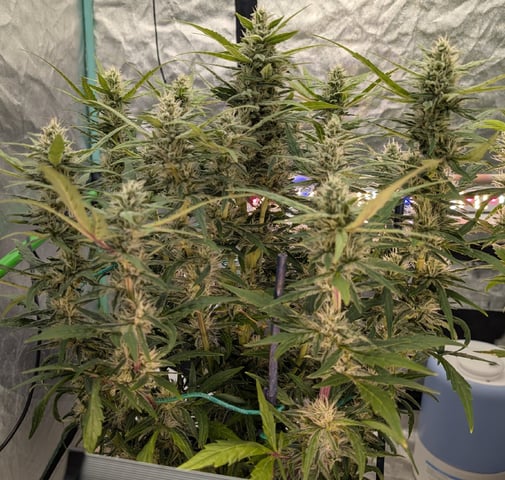 Perpetual Autoflower Mixed Grow #3 — flower, day 111