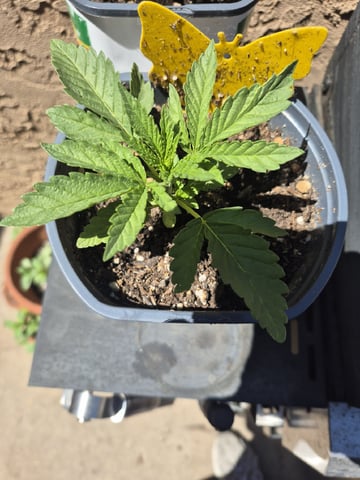 Pineapple pomegranate  — germination, day 17