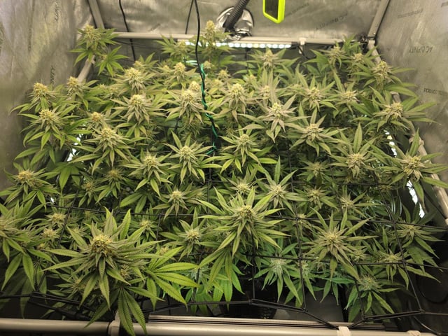 Strawberry Sugar  — flower, day 98
