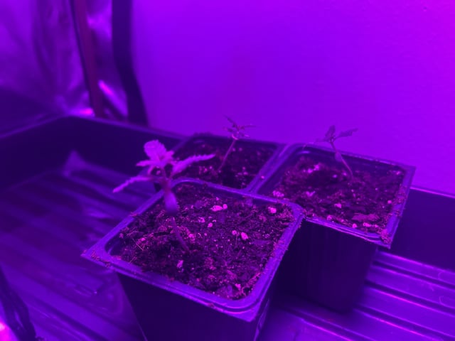 goatlato MT — seedling_rooting, day 1