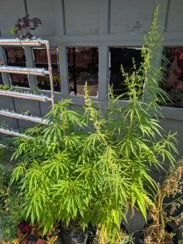 outdoor — vegetative, day 96