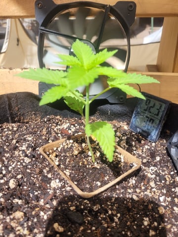 Clones And Hermie Seeds — vegetative, day 26