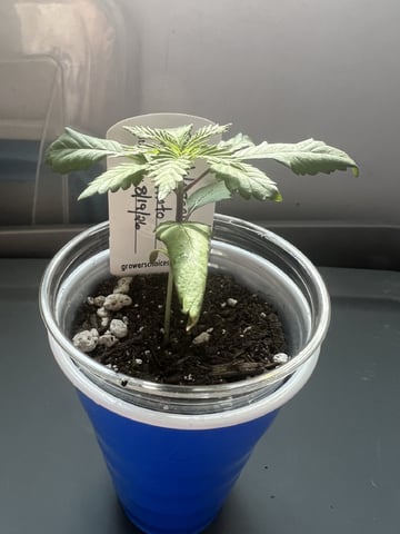 Inside Mother Plants