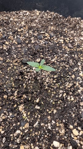 Mixed Grow — grow_setup, day 28