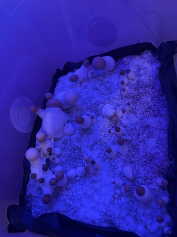 First magic mushroom grow — flower, day 69
