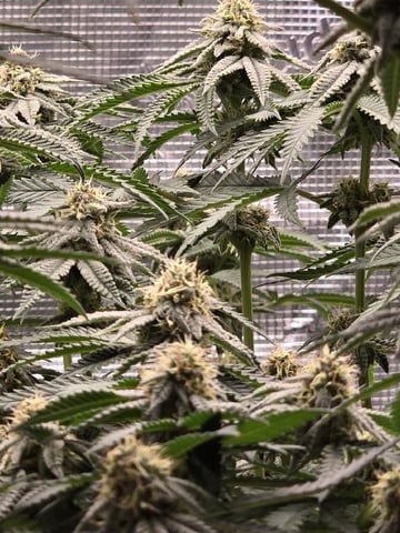  1 Blue Zushi x Venom & 1 Jack Here x Strawberry Cookies OG — flower, day 79