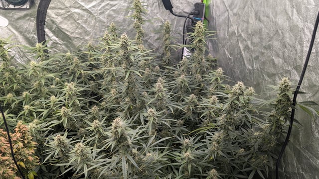 Strawberry Cheesecake Seedsman Seeds Autoflowers x2 — flower, day 67