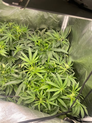 Mainely Organic Mix — flower, day 32