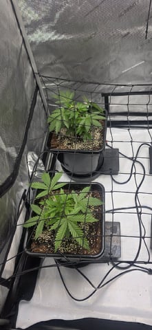 Lime Rian. — vegetative, day 32