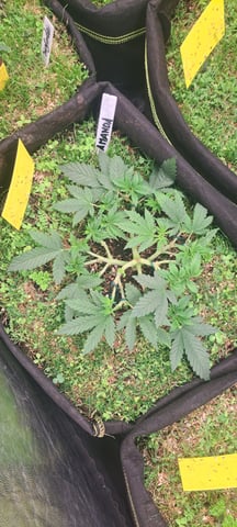 First Grow with the new setup  — vegetative, day 43