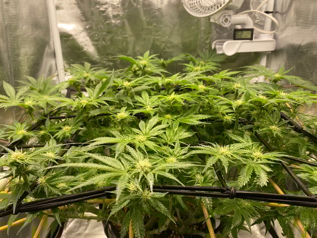 blackberry marshmallows  — flower, day 88