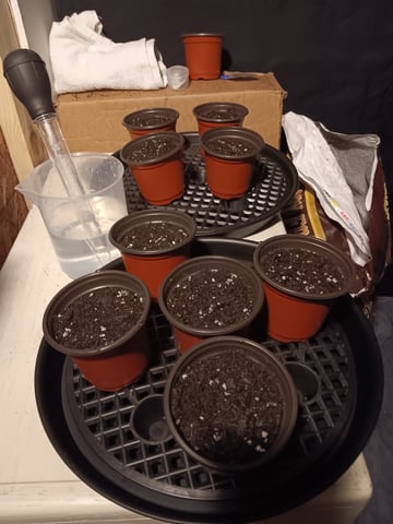 Gurilla Glue #4 × Samsquatch autos — grow_setup, day 1