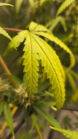 Big Momma Blue Dream  — flower, day 41