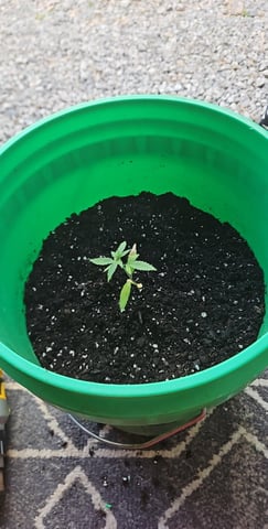1st plant. Strain: Green Gelato AutoFlower — seedling_rooting, day 28