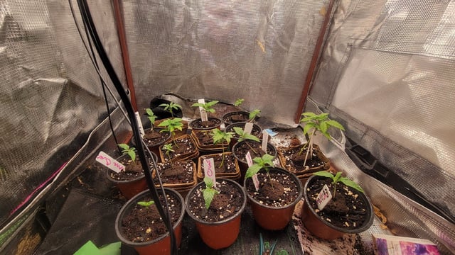  New batch — seedling_rooting, day 14