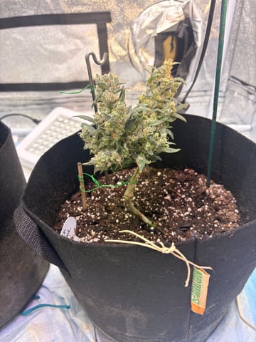 Northern Lights & Quick One  — none, day 69