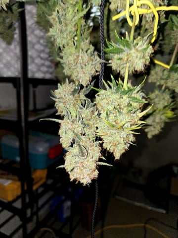 Hydroponic Photos