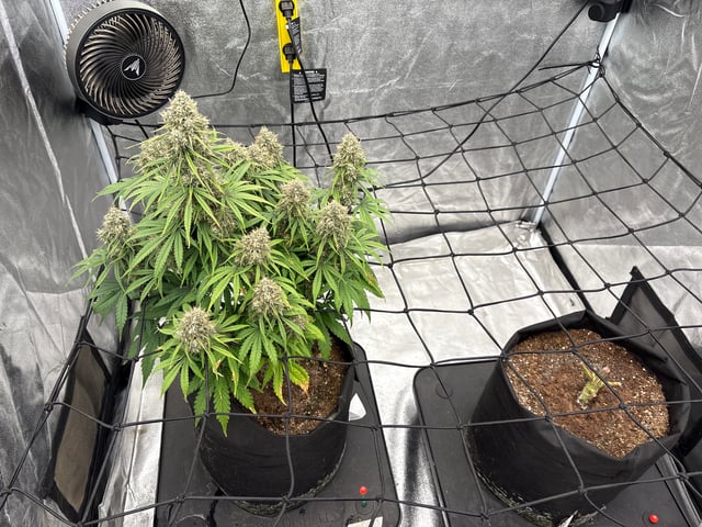 Grow Shed Grow #1 — flower, day 79