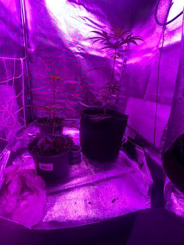 First attempt grow 😶‍🌫️ — vegetative, day 41