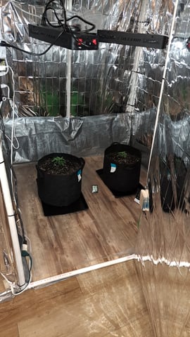 B2 — vegetative, day 23