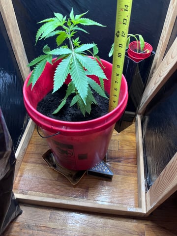 My Devine Conscious  — vegetative, day 82