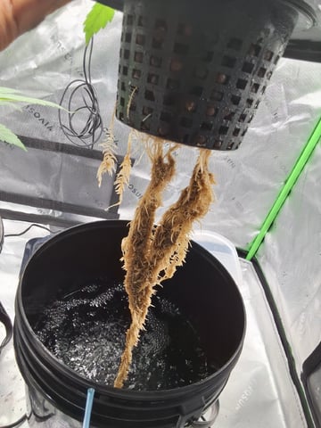 BABY SISTER — vegetative, day 38