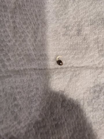 Vanna's Vanilla — germination, day 3