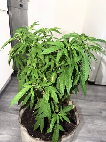 Sour Glue — flower, day 57