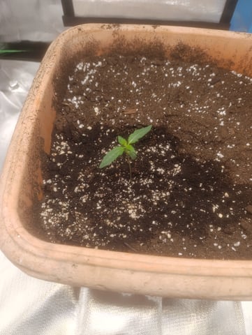 Purple Amnesia Autoflower — seedling_rooting, day 6