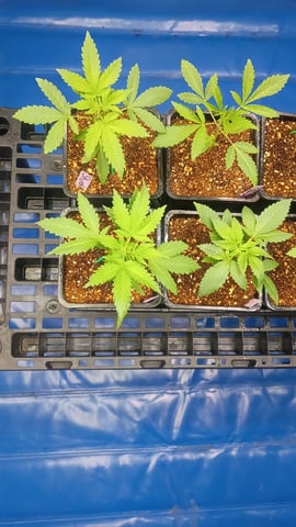 Third Grow
