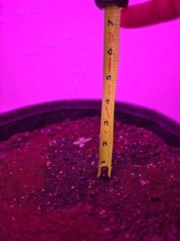 First Grow — seedling_rooting, day 4