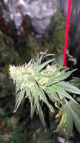 strawberry ghost and death breath — harvest, day 31