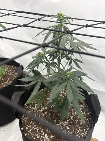 My First Grow — flower, day 49