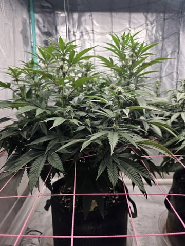 Granny Candy and PLCG — flower, day 97