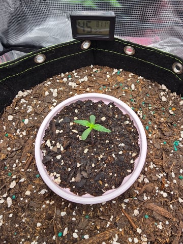 blue dream auto — seedling_rooting, day 9