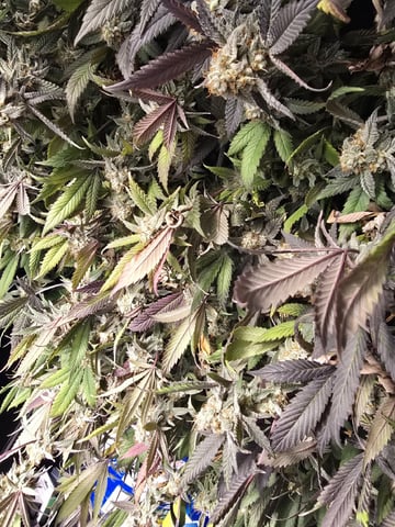 Dante's Inferno Rerun