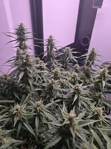 1st Auto Grow (LSD + BrB) - 1st indoor Grow — flower, day 56