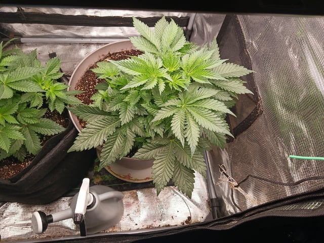 9lbhammer feminized  — flower, day 26